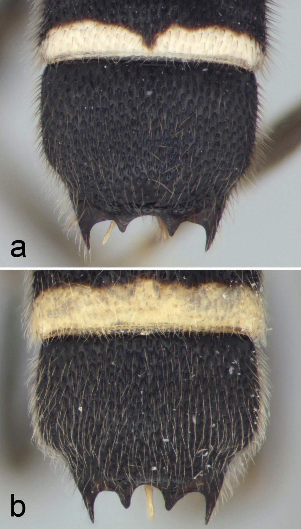 flange between projections; fifth to ninth tergites retracted beneath fourth tergite. Ovipositor very short, slender but not abruptly narrowed near base, with shallow, distal notch on upper valve.