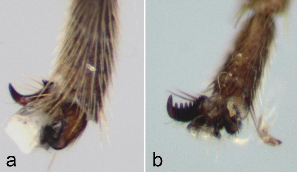 Figure 10. Comparison of the hind tarsal claw of S. sexmaculata (a) and T. ussuriensis (b). Townesion ussuriensis Kasparyan, 1993 Material examined.