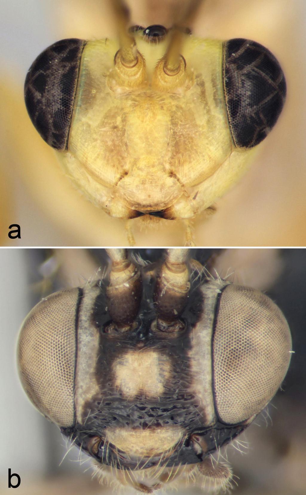 Figure 1. Head, frontal view: a Sachtlebenia sexmaculata, b Townesion ussuriensis.