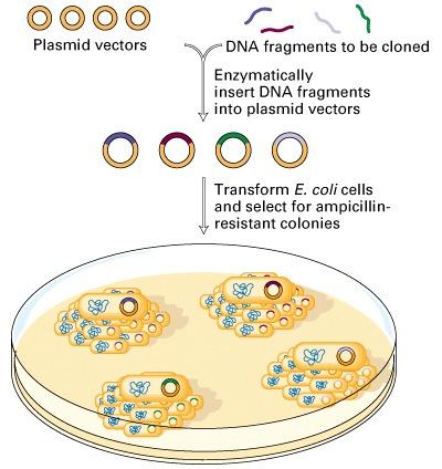 Fragment of foreign DNA can be readily introduced into plasmids Mix