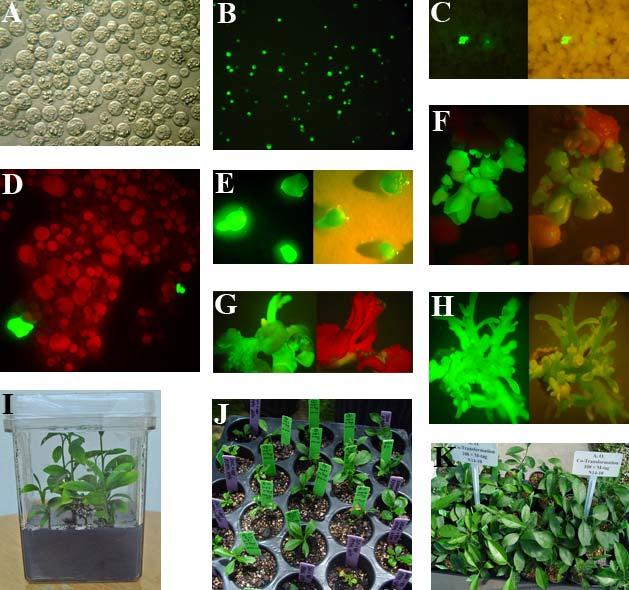 Citrus protoplast transformation using GFP with