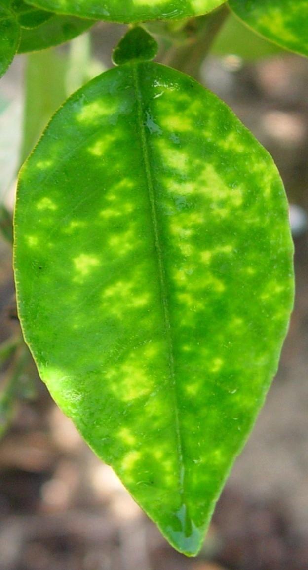 Resistance to HLB Citrus greening or Huanglongbing (HLB) is an important disease of citrus affecting all commercial citrus cultivars.