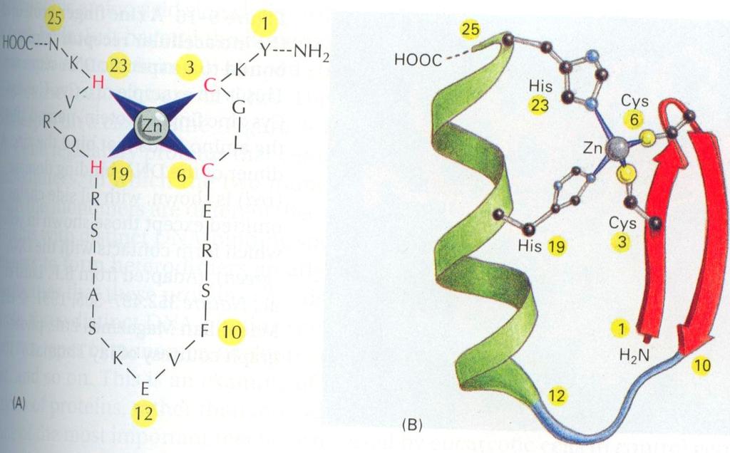 Bacterial Met Repressor 46 Summary a beta-sheet DNA