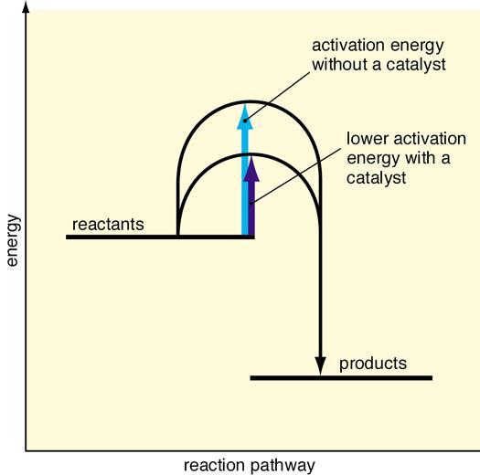 4. Catalyst A catalyst increases the rate of a chemical reaction without been used up in the reaction.