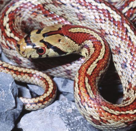 Do animals have a special sense? Does this sense help them know when earthquakes and volcanoes will happen? More than two thousand years ago, a story goes, snakes and rats left a city in Greece.