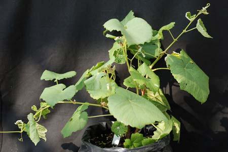 Picloram After exposure to picloram, grape plants exhibit symptoms relatively soon, with new leaves folding upward by four days after treatment.