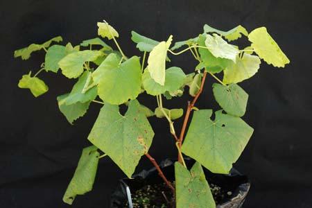 Large leaves are often folded in half lengthwise and new growth has nearly ceased. At low rates, drooping is not as severe and new leaves are cupped upward at two weeks (Fig. 4).