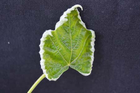 Also, slightly older leaves are curled around margins and rippled near the veins (Fig. 16).
