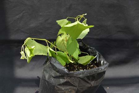 At one week, older leaves have cupped downward and petioles continue to twist and bend (Fig. 20).