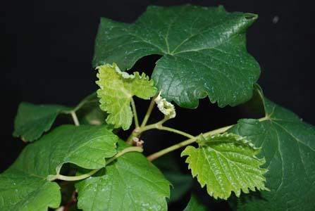 With low rates, new leaves have become fan shaped and are toothed from reduced lateral expansion (Fig. 22).