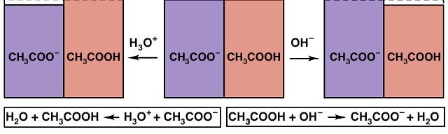 A buffer consists of a solution that contains high concentrations of the acidic and basic components.