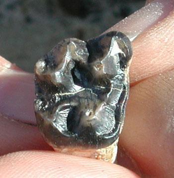 Eberleye) Brontothere tooth