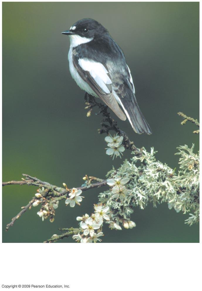 Pied flycatcher from