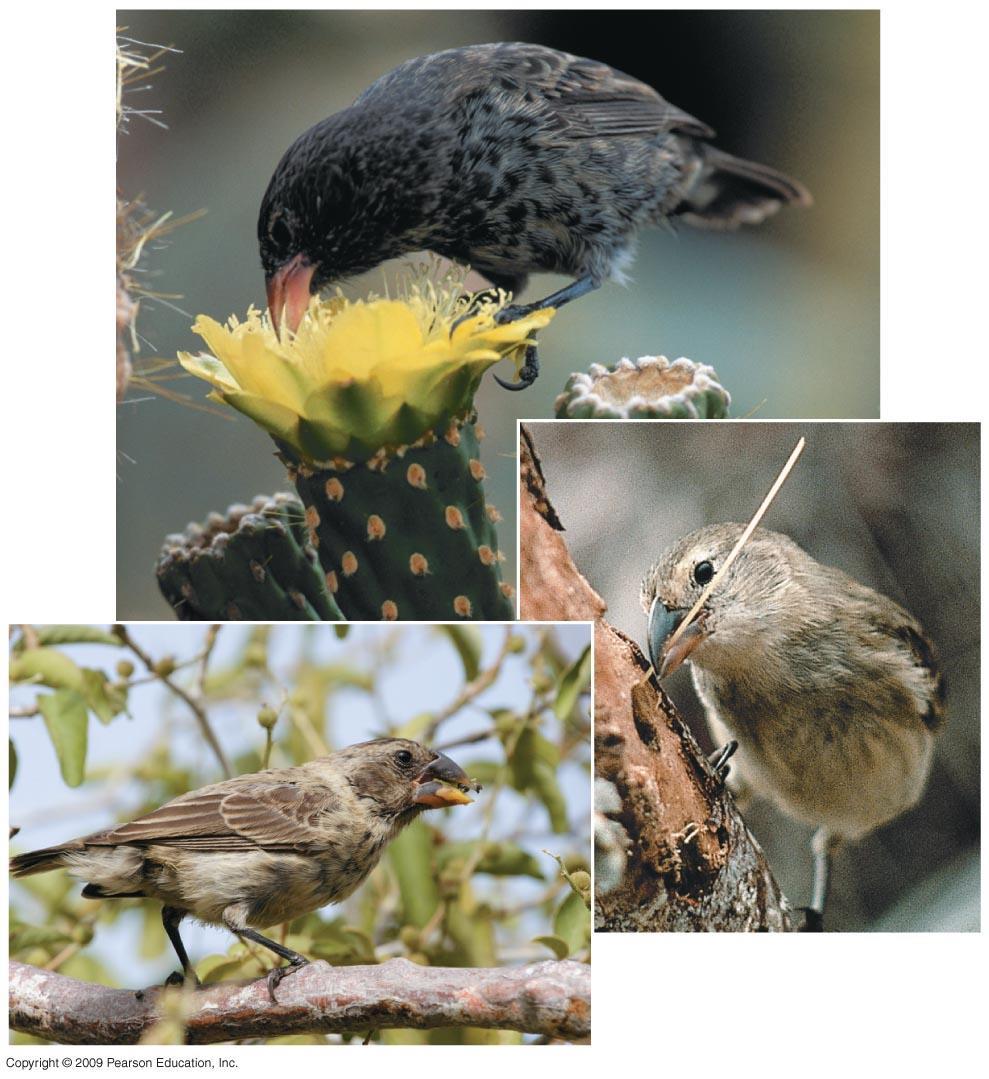 Cactus-seed-eater (cactus finch) Tool-using