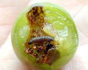 Grape berry moth Adults moths have irregular brown and gray coloring Overwinters as pupae in grayish