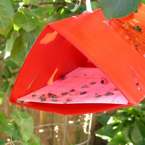 Grape berry moth management Begin monitoring early in the season Target high-risk areas Pheromone traps to detect males 3 traps per site After first capture, start