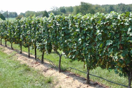 Managing grape root borer Cultural control Weed management beneath vines can reduce the number of eggs laid Improved air