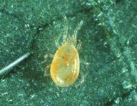 Biological control of mites Insecticides and miticides