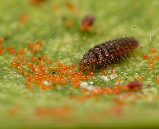 mites Use insecticides and miticides selectively When