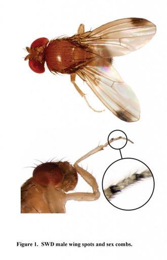 Vinegar (fruit) fly Spotted Wing Drosophila Adults are 0.07-0.