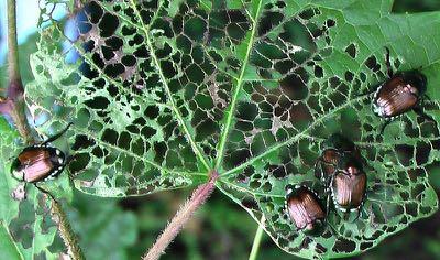 Japanese beetles Adults are shiny green and copper-colored Eggs are laid in the soil