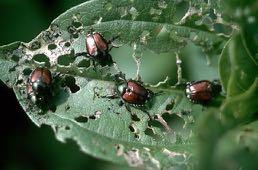 Managing Japanese beetles Remove attractive non-crop host