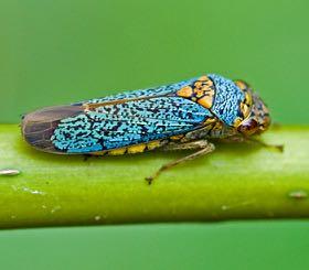 blue sharpshooter, and versute sharpshooter The causal agent is the bacterium Xylella fastidiosa