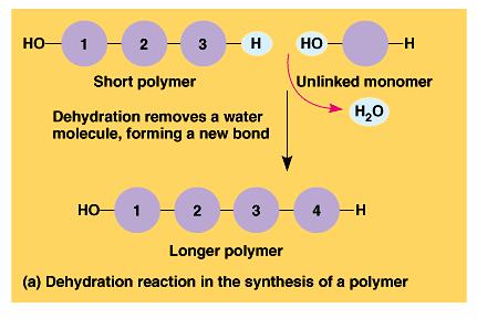 Synthesis of Polymers Dehydration synthesis: H 2 O is lost Monomers joined by removal of water