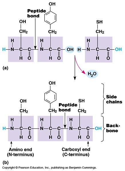 How to build proteins Dehydration synthesis of 2 or more amino acids (-COOH) and (NH 2 ) group are joined by a