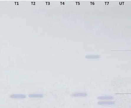of plasmid DNA Southern blot