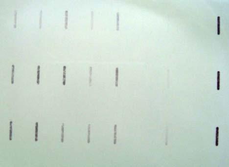 UT P A 1 2 3 4 5 6 7 UT P B C 26SrRNA PCR