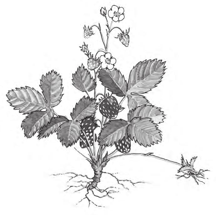 8 4. This image shows a strawberry plant which is producing flowers and runners at the same time.