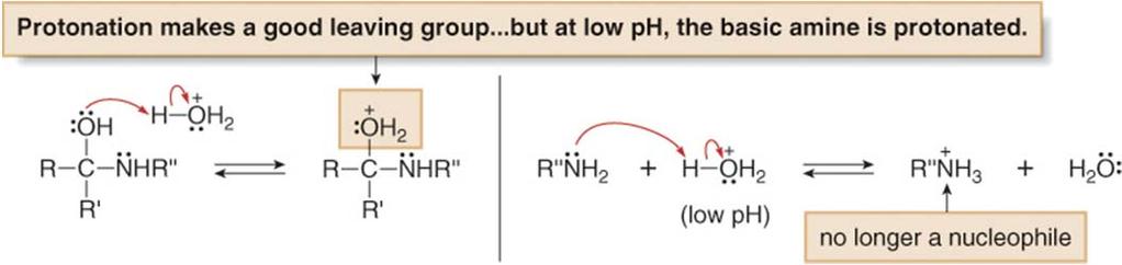 Under strongly acidic conditions, the reaction rate decreases because the amine