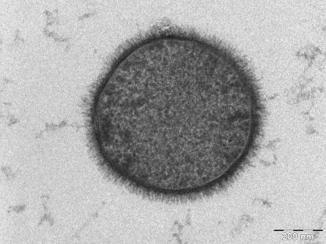 , Science 2003 Escherichia coli lab strains Pseudomonas putida Bacillus subtilis