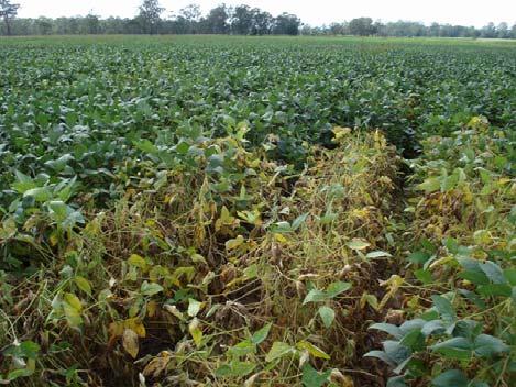 Soybean stem fly outbreak in soybean crops By Kate Charleston Published: April 10, 2013 An estimated 4,000 ha of soybeans near Casino in Northern NSW have been affected to varying degrees by soybean