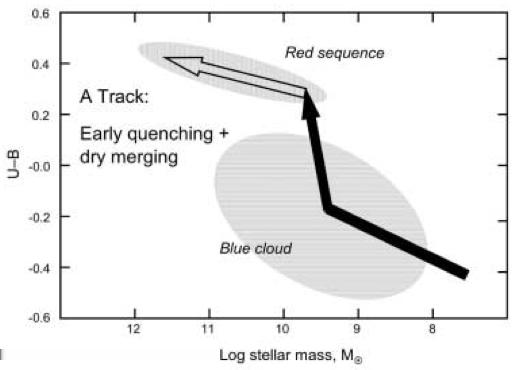 Evolution of Red Galaxies Early quenching + Dry mergers Predict vast amount of small red galaxies (not observed). Large amount of dry mergers destroys age-metallicity relation.