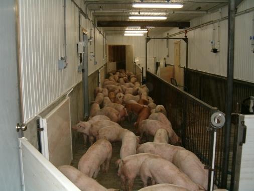 Pigs were slaughtered at Maple Leaf (Brandon, MB).