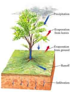 Moisture through trees Only the water that infiltrates the soil