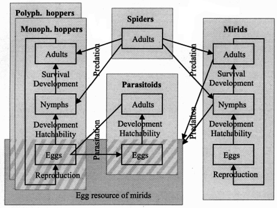 M. Drechsler, J. Settele / Ecological Modelling 137 (2001) 135 159 139 Fig. 1. Interactions in the arthropod species complex.