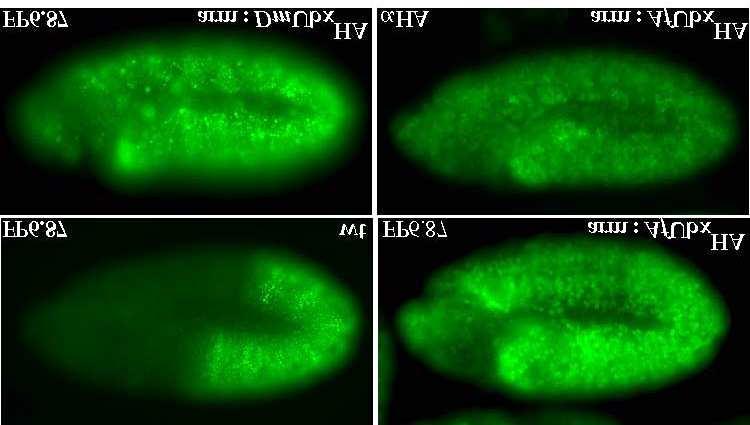 Expression of Artemia or Drosophila Ubx proteins in the thorax of