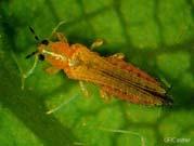 Insect Products Fecal spots http://ag.arizona.