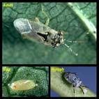 Predators Pests controlled Heteroptera Big-eyed bugs Aphids, leafhoppers,