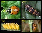 leafhoppers, plant bugs (immature), spider mites, thrips, small larvae