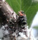 mealy bugs, scales, spider mites Big Eyed Bug Convergent Lady Beetle Green