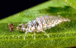 Commercially available aphids and occasionally on whiteflies, other