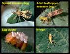 mediumsized insects Not  15