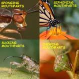 chew food Chewing Mouthparts http://z.about.com/d/insects/1/0/a/0/-/-/mouthparts.