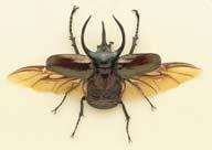Coleoptera-Beetles 22 23 24 Over 600,000 species