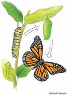 25 Lepidoptera-Butterflies, Moths and