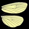 au/factsheets/butterfly_moth.